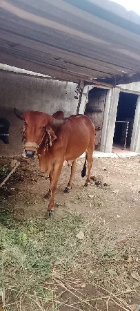 વેસવાની છે