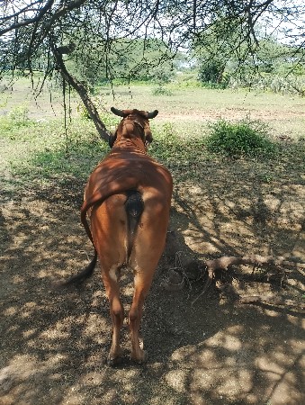 છ મહિના ની ગાભણી