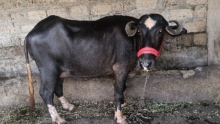 ભેંસ વેચવાની છે
