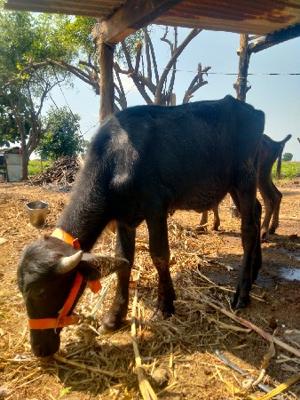 બે   પાડા વેચવા ના છે