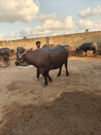 ભેંસ વેચવાની છે