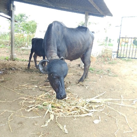 ભેંસ વેચવાની છે