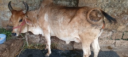 ગાય વેચવાની છે