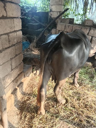 ભેસ વેસવાની છે
