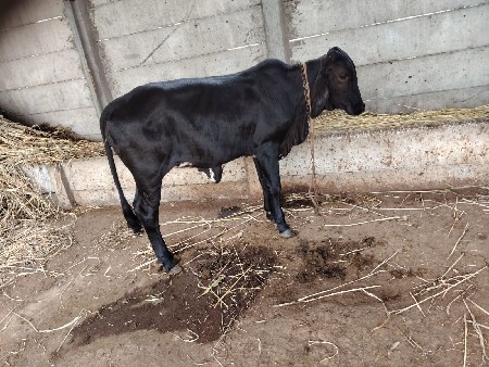 vechavani