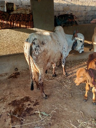 ગાય વેચવાની છે