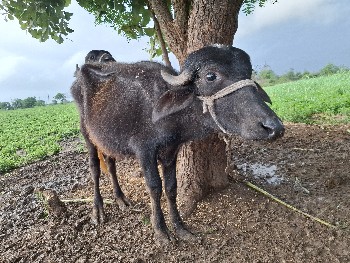 3 ખડેલા વેચવાના છે