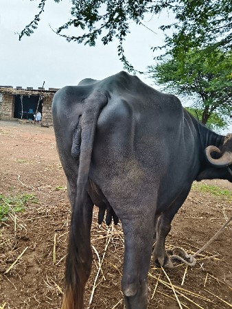 ભેસ