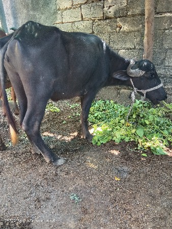 ખડેલું ને પાડો વેચવાના છે
