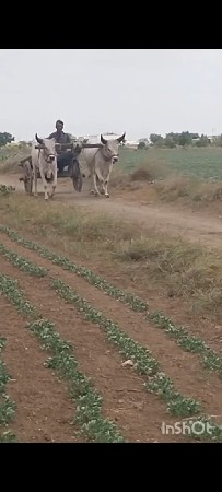 ઘોઢલા વેચવાના છે