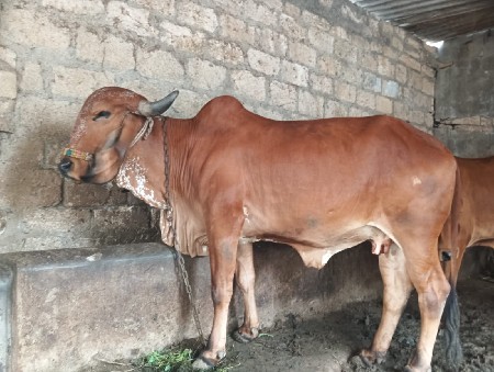 આ ઓળખ્યો વેચવાની છે