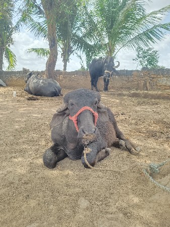 1 વર્ષની છે
