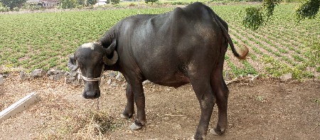 ભેંસ વેચવાની છે પેલું વેતર