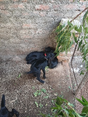 13 બોકડા સે 1 બકરિસે 1 મહીનાનાસે