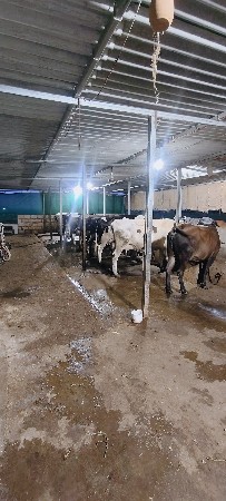 ગાય વેચવાની છે