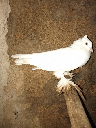 કબુતર વેચવાના છે
