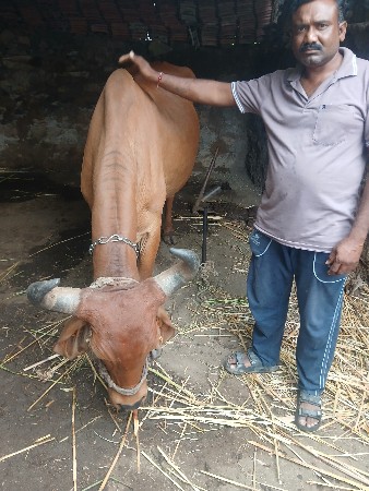 ગાય