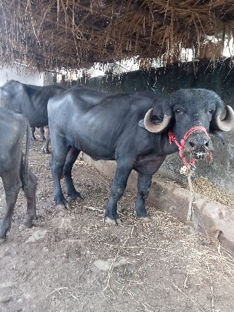 khadeli vechvani chhe