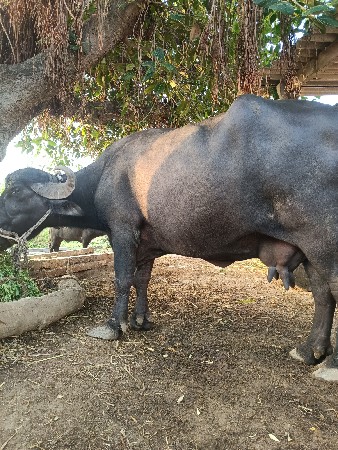 ભેંસ વેચવાની છે
