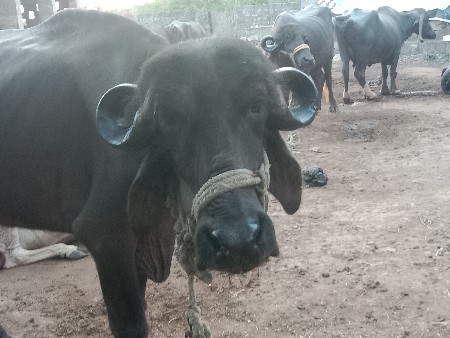 khadela vechvana chhe