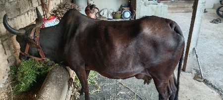 ગાય