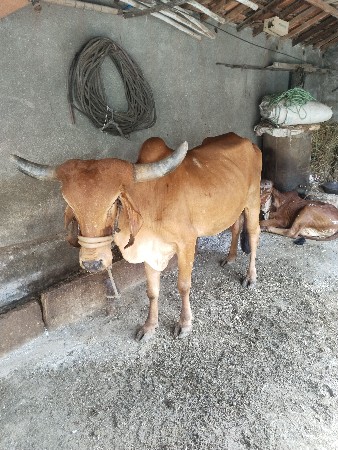 ગાય વેચવા ની સે