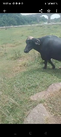 પેલું વેતર