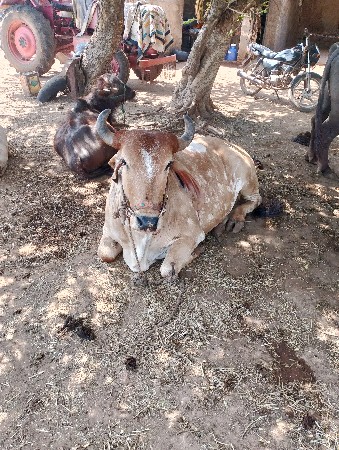 બળદ દેવા ના છે