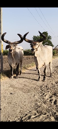 ox