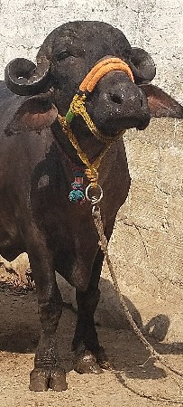 2 વેતર વીયાસે