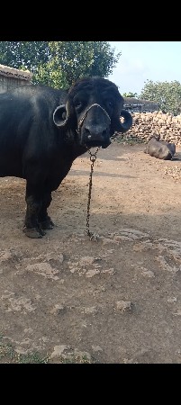 ત્રીજુ વેતર ગાભણી છે