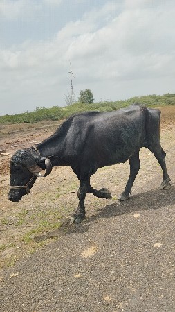 અખંડ ખડૅલી