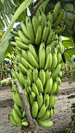 કેળા