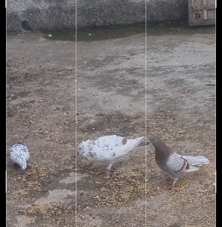 પેર ફોર સેલ