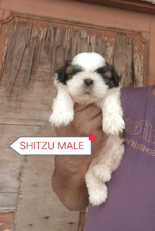sitzu male puppy je koy bhai pase