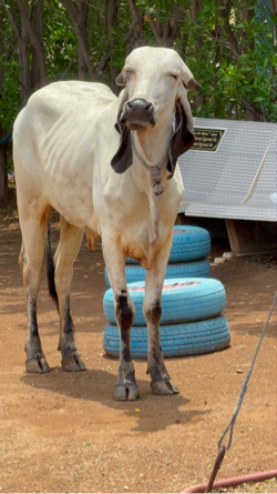 ગીર લીલડી ઓડકી