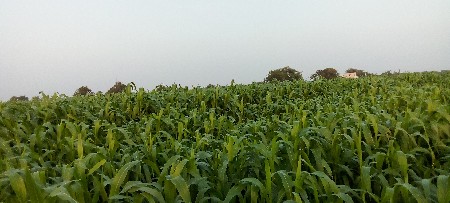 સાર વેસવાની છે