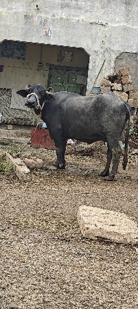 ભેંસ વેસવાની છે