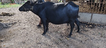 વેચવાની છે
