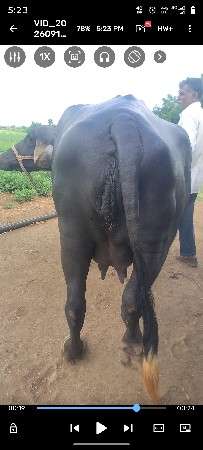ભેંશ વેચાવા નું છે