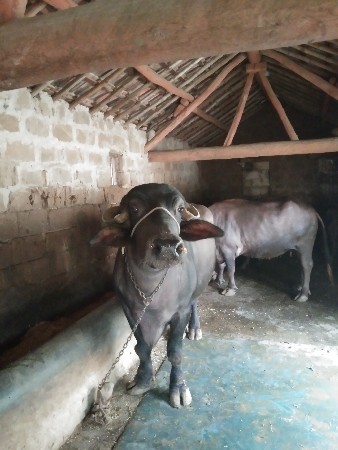 બીજા વેતરની ખડેલી વેચવાની છે
