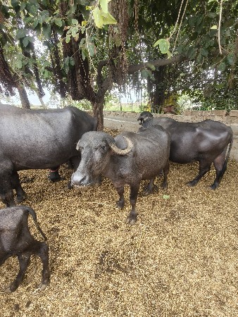 વેચવાની છે ખડેલી