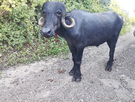 વેચવાની છે