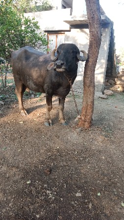 ખેલું બેદાતે