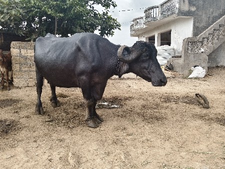 ભેસ વેચવા ની છે