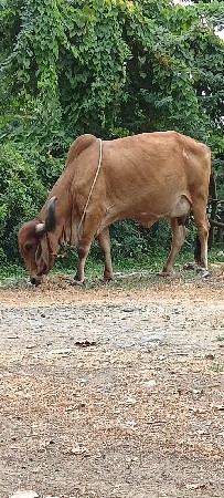 ગાય વેચવાની છે