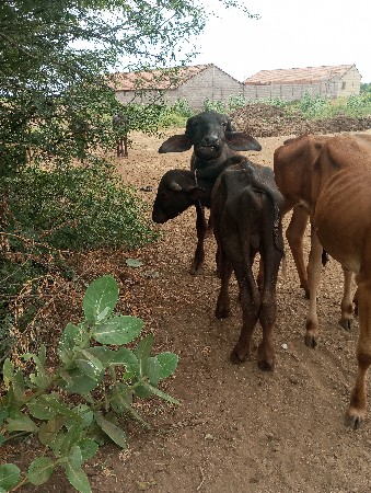પાઙા