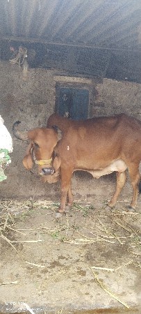 ગાય વેચવાની છે