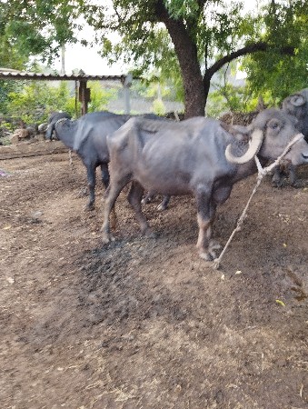 ખળેલા વેચવાના છે