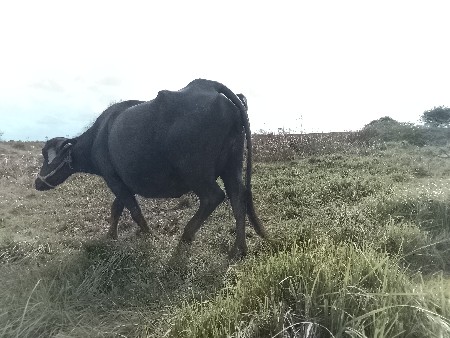 ભેંશ વેચવા ની છે